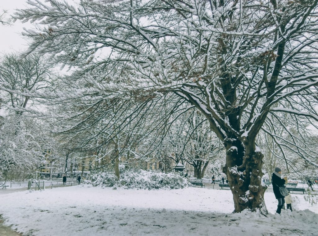 mon arbre en hiver