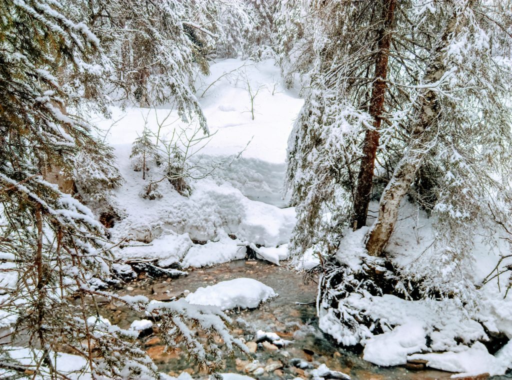 sous bois sous la neige