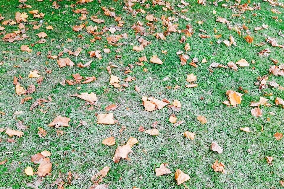 feuilles d'automne