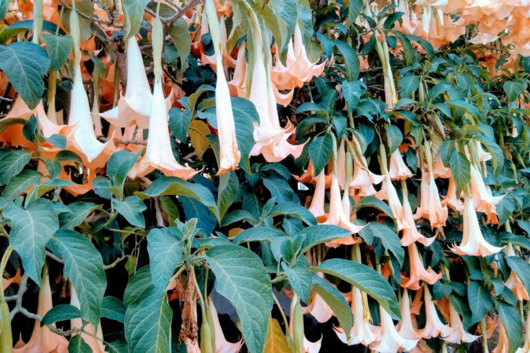 lys blancstêtes tombantes
