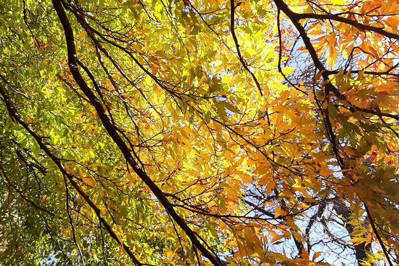 pascale-senk-haiku-sous-les-feuilles-oranges