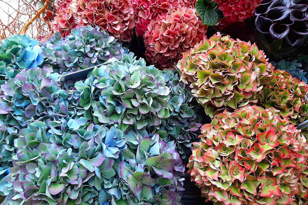 pascale-senk-hortensias