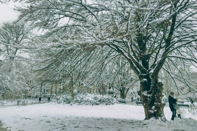 mon arbre en hiver