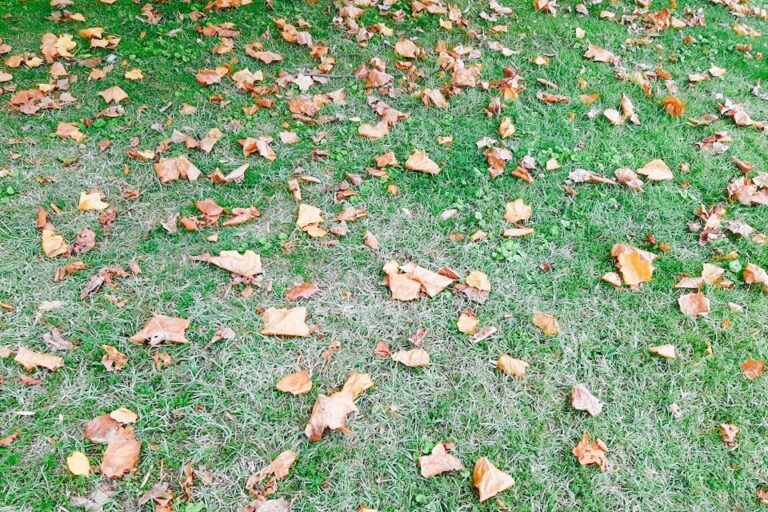 feuilles d'automne