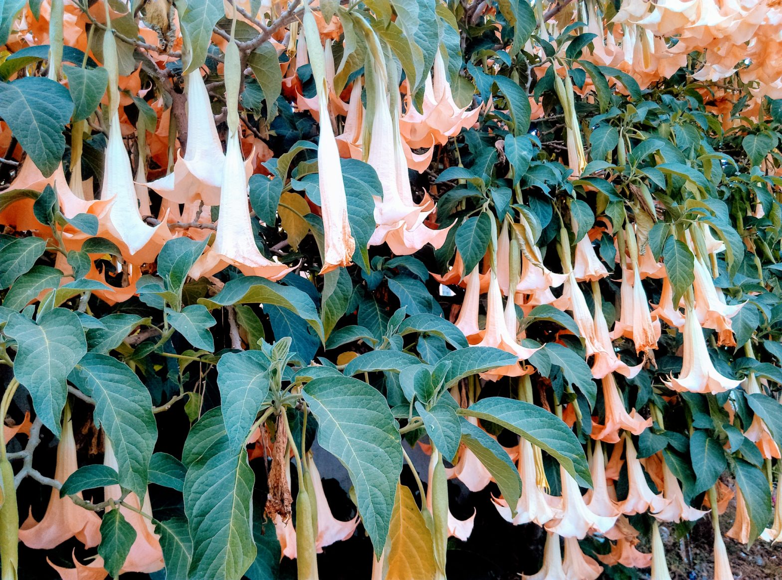 lys blancstêtes tombantes